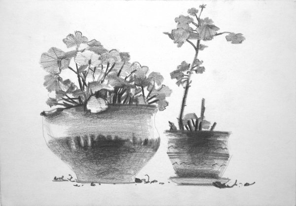 Академический рисунок комнатного растения