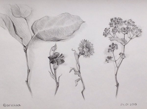 Пленэрные зарисовки лопуха