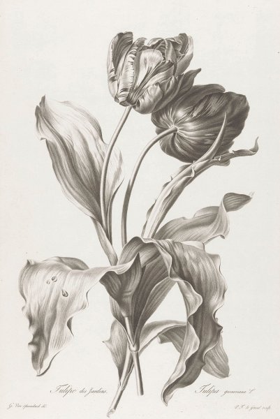 Гризайль тюльпаны