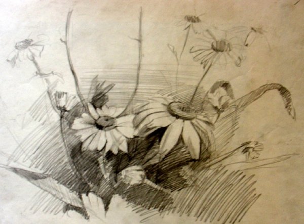 Зарисовки цветов и растений