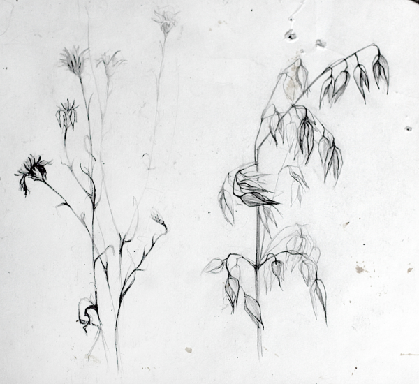 Растения карандашом