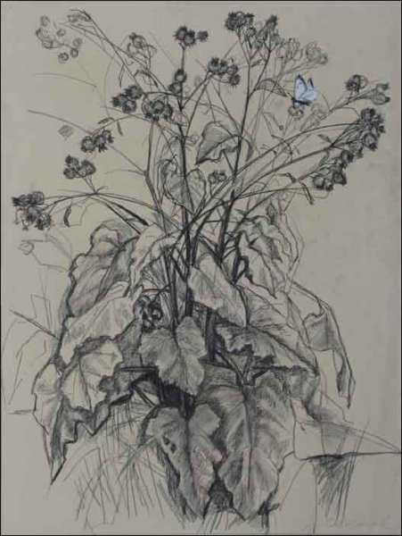 Пленэрные зарисовки растений