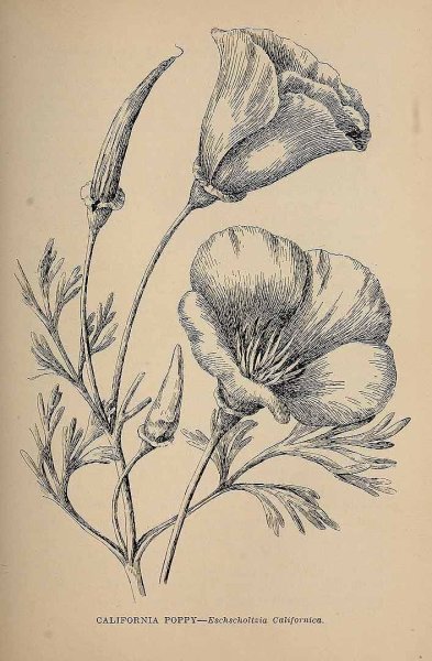 Зарисовки цветов и растений