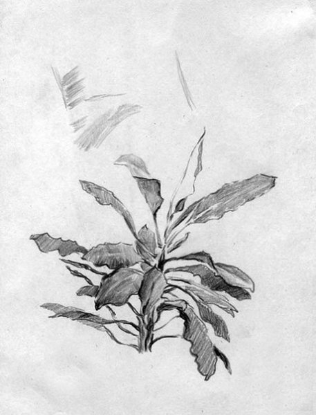 Растения для пленэра карандашом