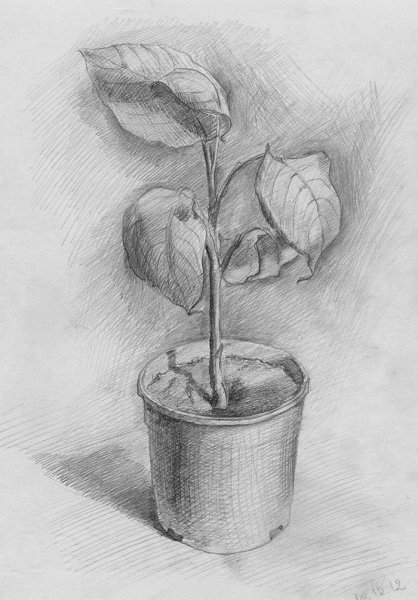 Зарисовки карандашом