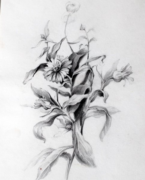 Зарисовки цветов
