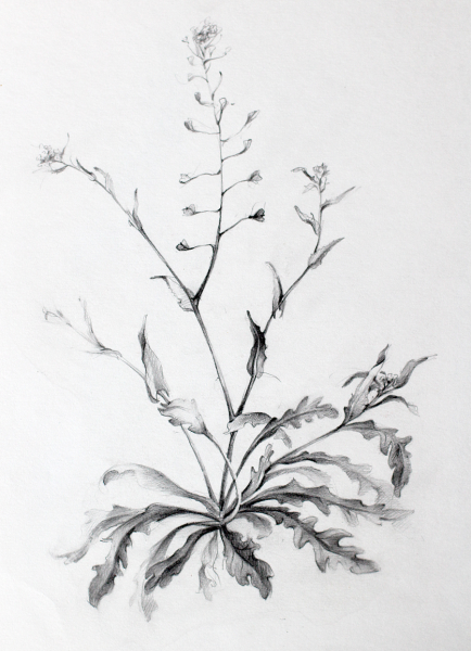 Зарисовки растений карандашом пленэр