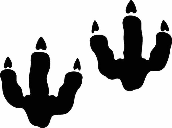 Следы динозавров