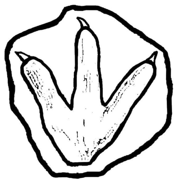 Следы динозавров для детей