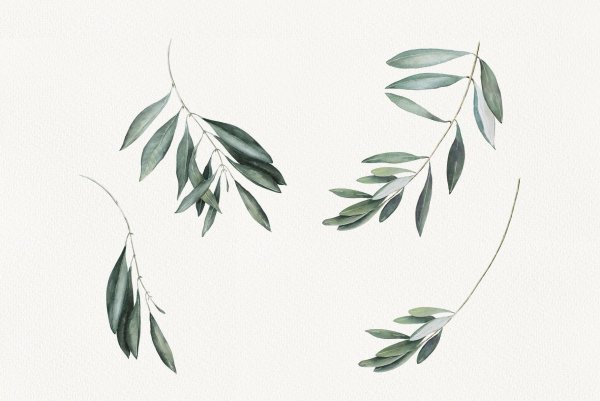 Оливковая веточка