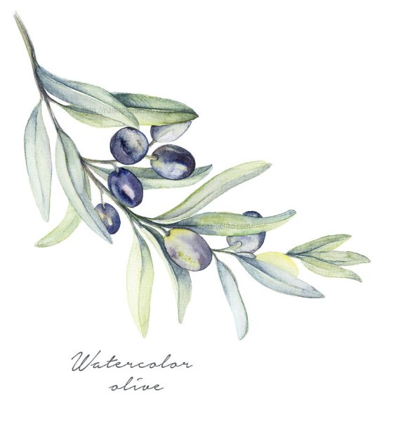 Оливки иллюстрация