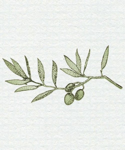 Веточки оливы