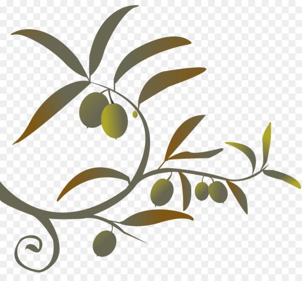 Ветка оливы