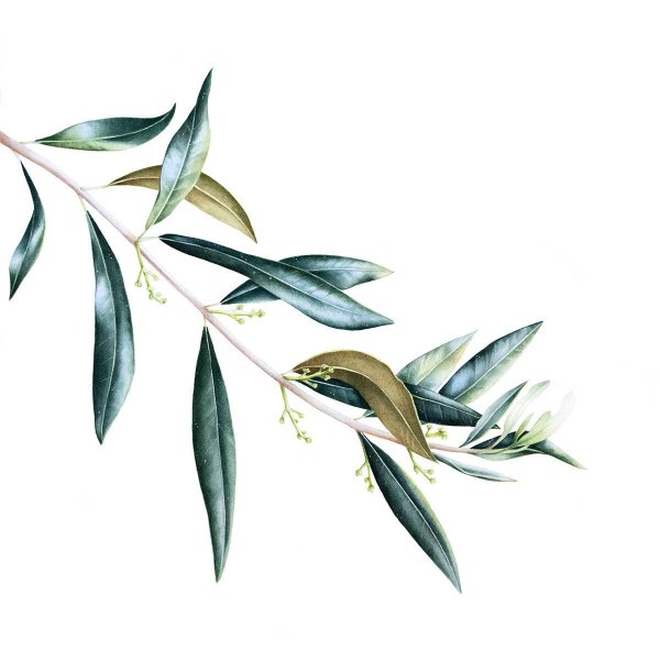 Ветви дерева оливы