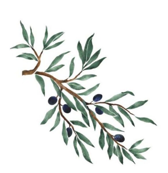 Ветка оливы