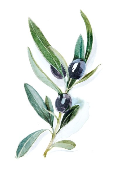 Иллюстрация оливковой ветки
