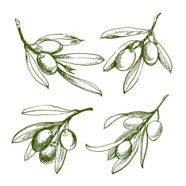 Веточка оливки эскиз