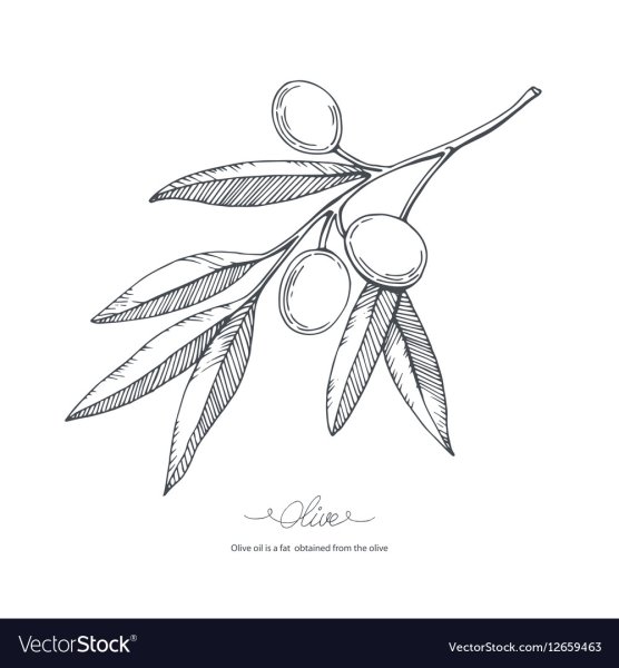 Оливковая ветка тату эскиз