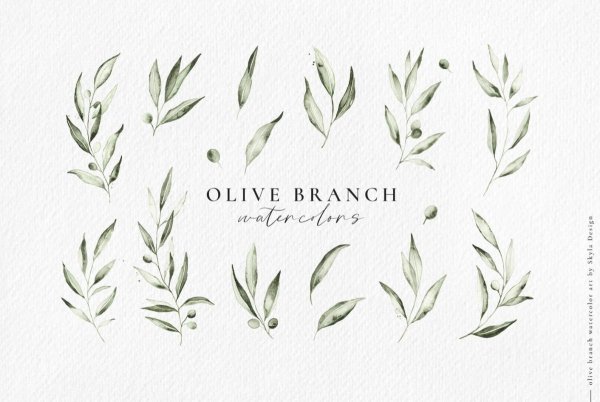 Ветвь оливы рисунок карандашом