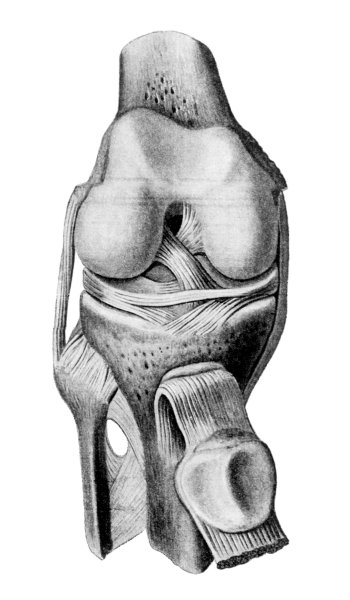 Сесамовидные кости коленного сустава