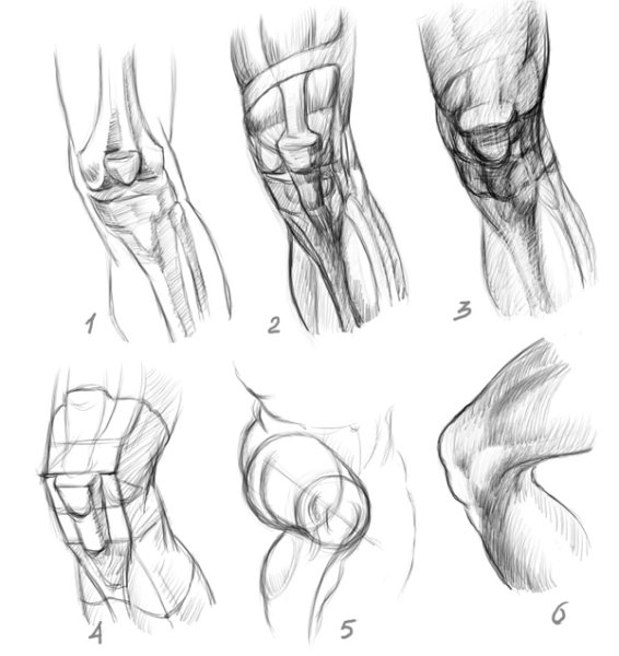 Колено анатомия Баммеса