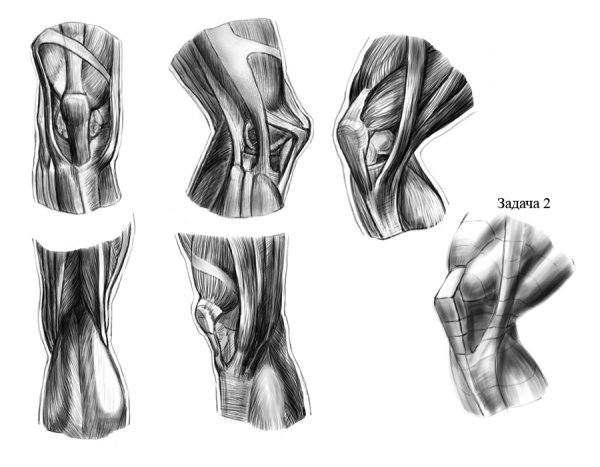 Коленный сустав анатомия Баммес