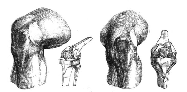 Связочный аппарат коленного сустава анатомия