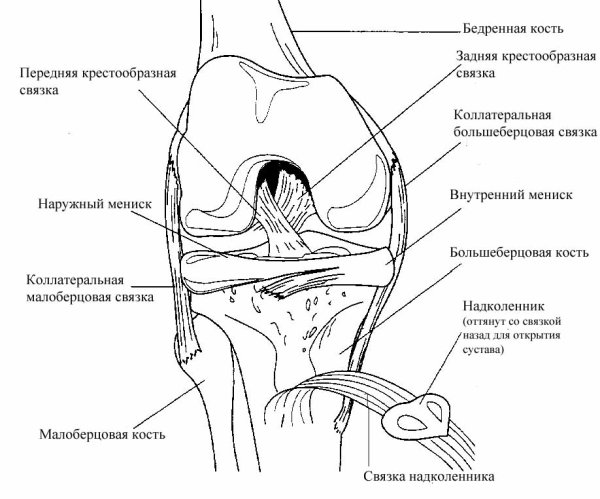 Согнутое колено анатомия
