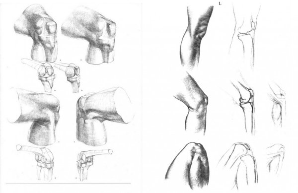 Коленный сустав анатомия Баммес