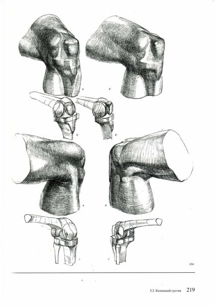 Коленный сустав анатомия Баммес