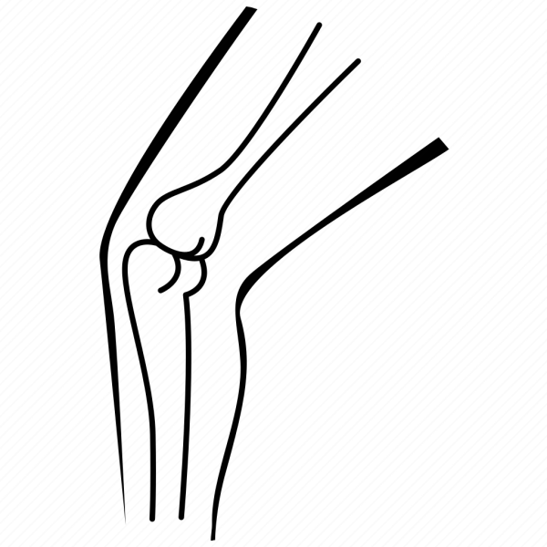 Коленный сустав анатомия для художников