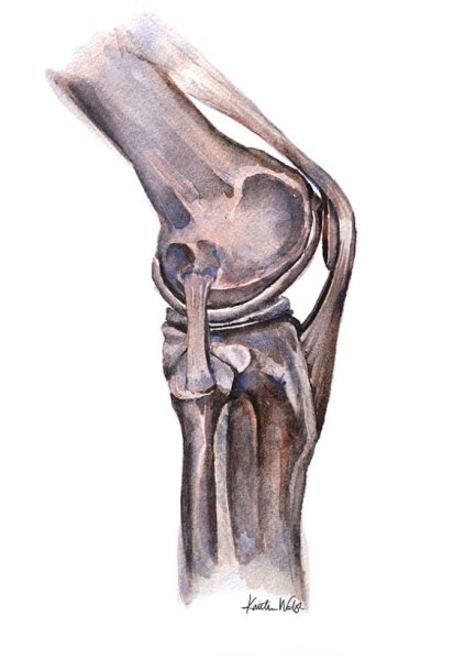 Анатомическое строение коленного сустава