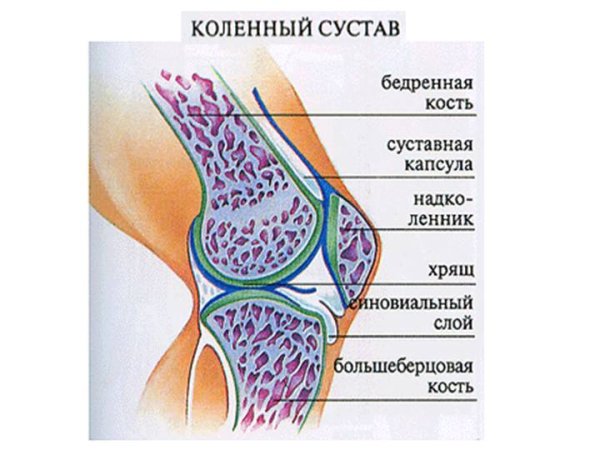 Схематическое строение сустава