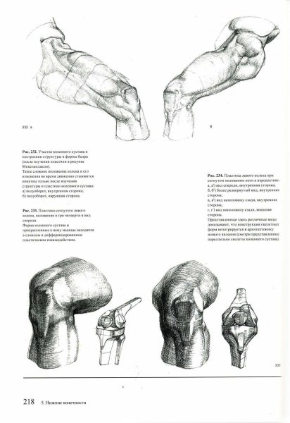 Строение колена связки и мышцы сзади