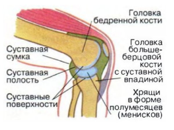 Кости образующие коленный сустав