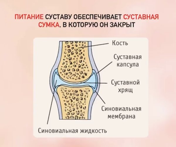 Надколенник коленного сустава анатомия