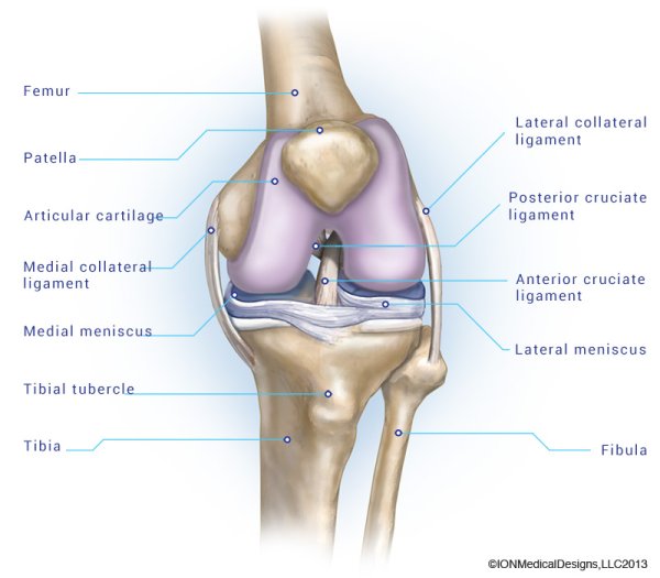 Локтевой сустав сустав анатомия строение