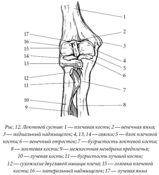 Александр Рыжкин пластическая анатомия стопы