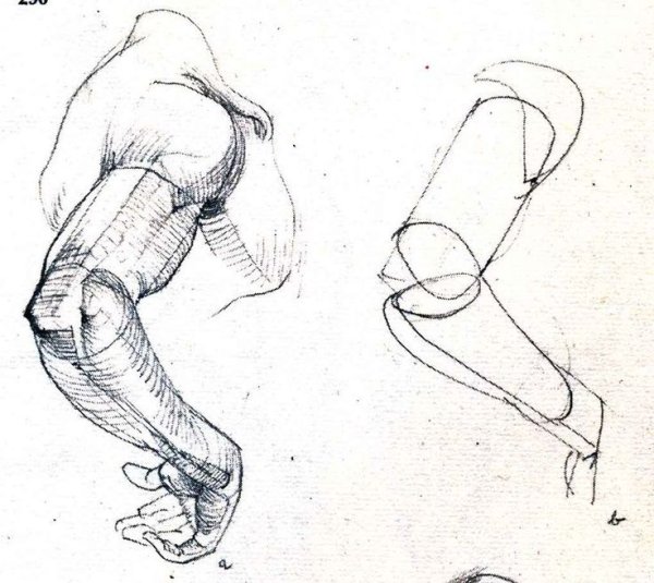 Кость коленного сустава