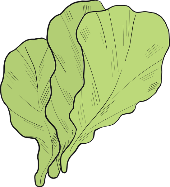 Лист салата вектор