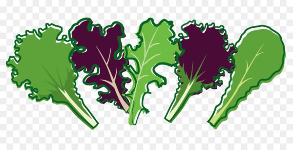 Нарисованный лист салата