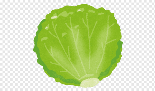 Капустный лист вектор