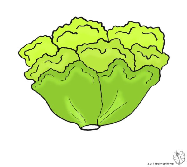 Салат растение рисунок для детей