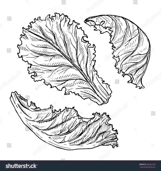 Нарисованный лист салата