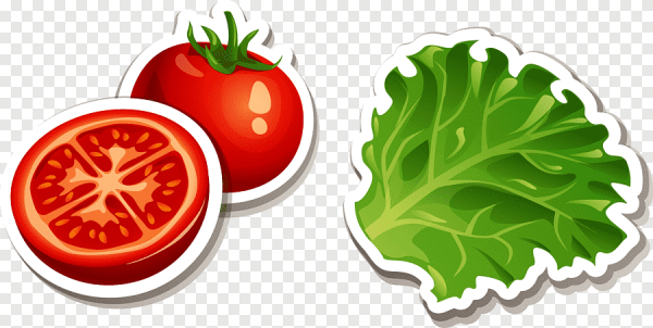 Лист салата вектор