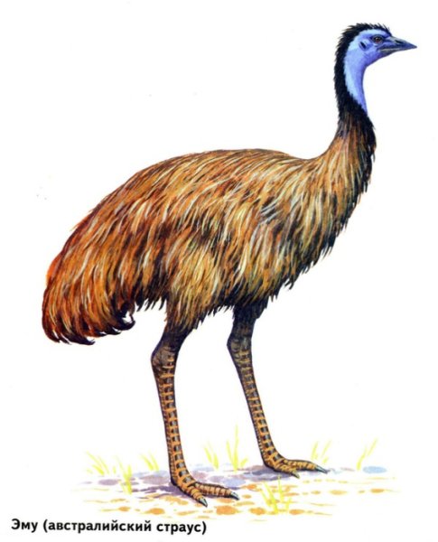 Птица эму для детей