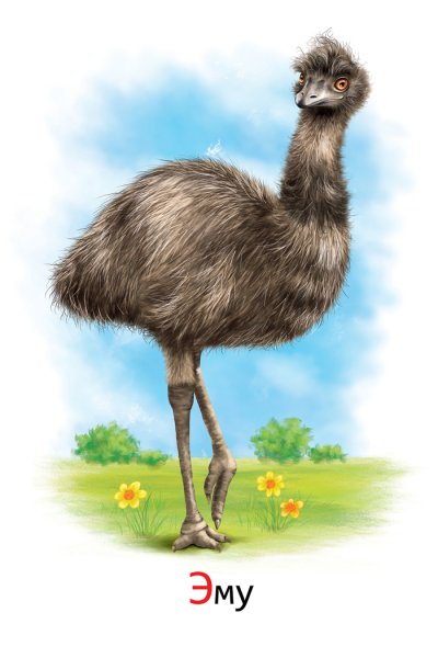 Страус для детей