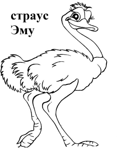 Страус раскраска