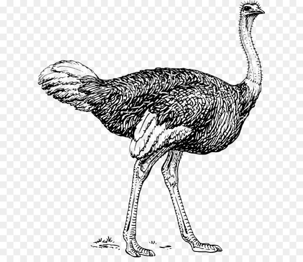 Рисование страус