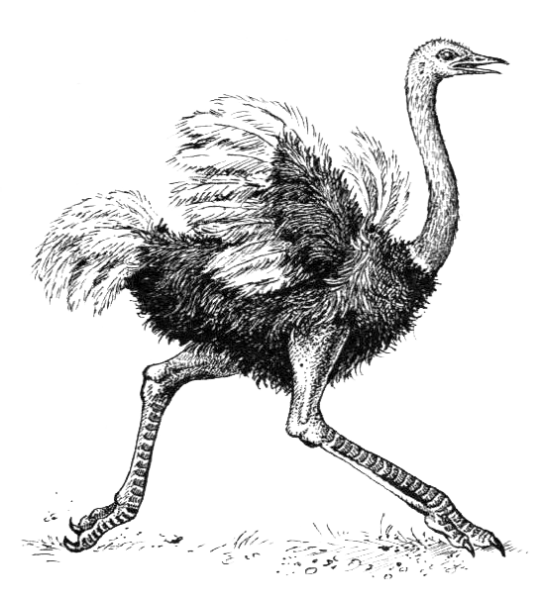 Страус черно белый